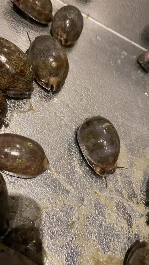 现在的猪仔螺多少钱一斤