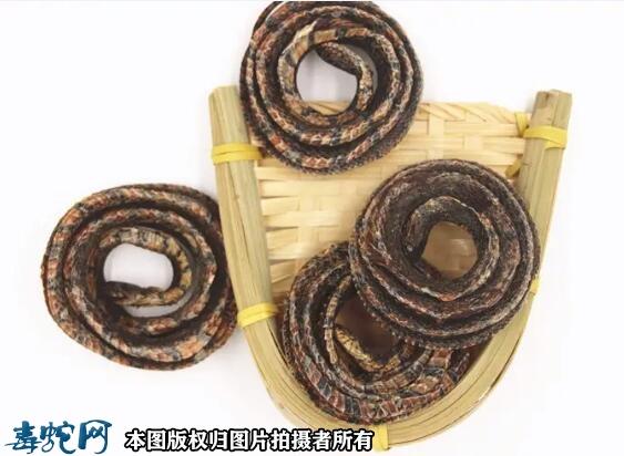 赤练蛇泡酒的功效