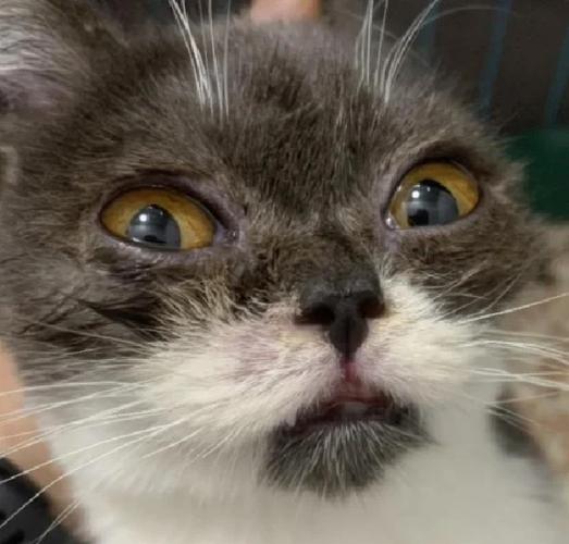 猫杯状几天就安全了截图