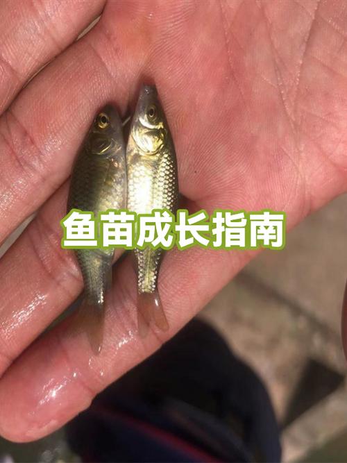 小鱼苗怎么清洗内脏
