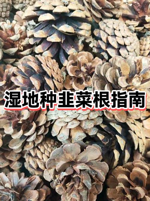 韭菜根的正确栽法缩略图