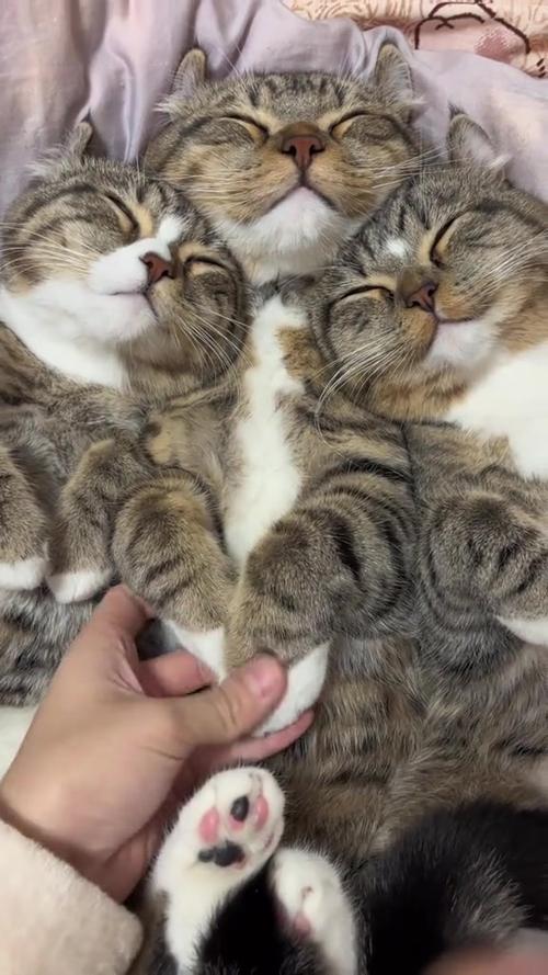 猫咪的日常生活视频