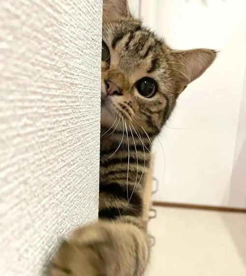 猫不是喵喵的叫而是嗷嗷截图