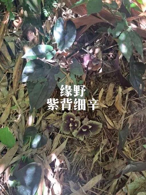 紫背SP