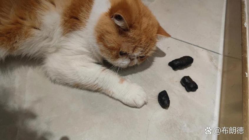 猫屎太臭了都快被熏晕了