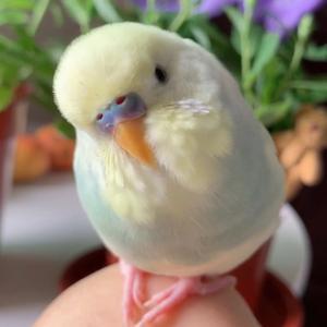 虎皮鹦鹉会说话吗