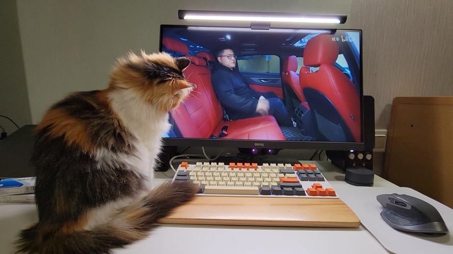 猫可以看电视吗