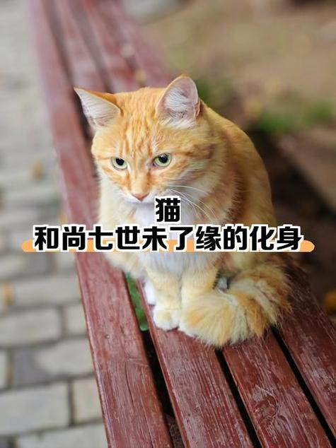猫的下一世投胎成什么截图