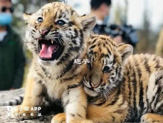 为什么说不能在虎年生孩子截图