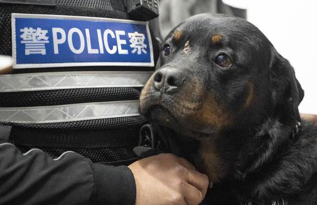 警察狗图片