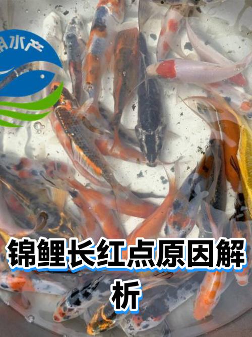 锦鲤身上有红点是什么原因图标