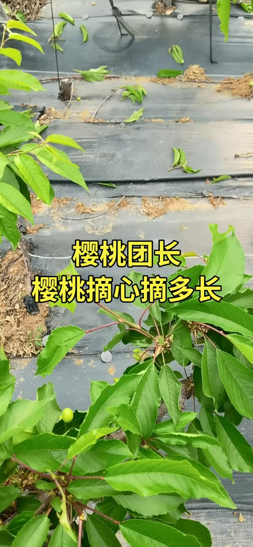樱花和樱桃的区别