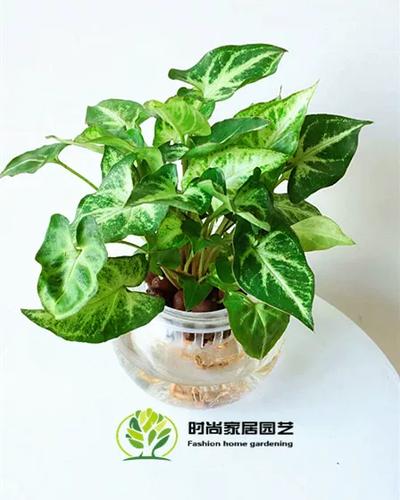 红粉佳人绿吗