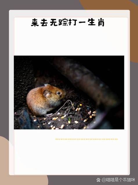 汀字最吉利三个生肖图标
