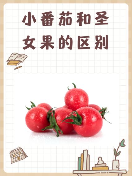 圣女果留种方法
