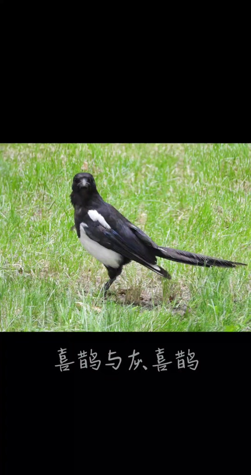 喜鹊叫有什么兆头