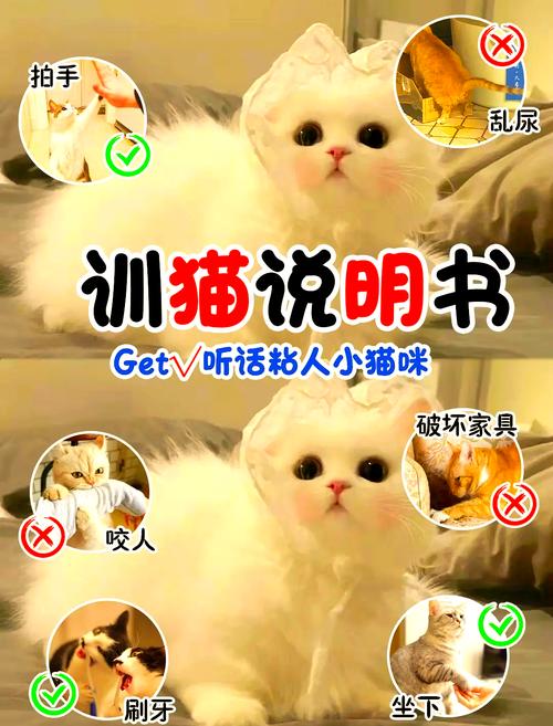 有没有关于养猫的软件图标