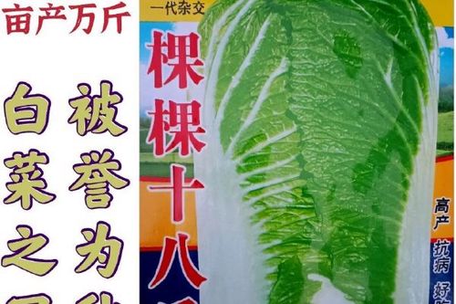 2018注册领白菜