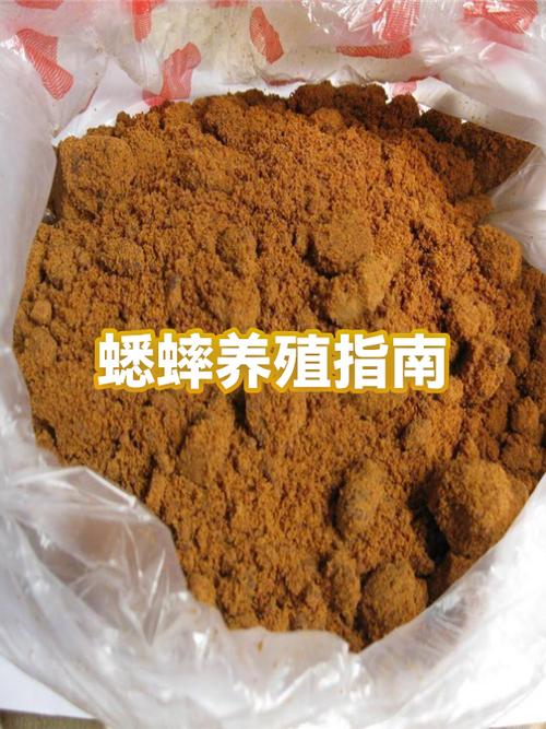 怎么养蟋蟀才能存活率高