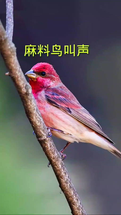 麻料鸟单口叫声mp3