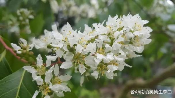 广东紫薇