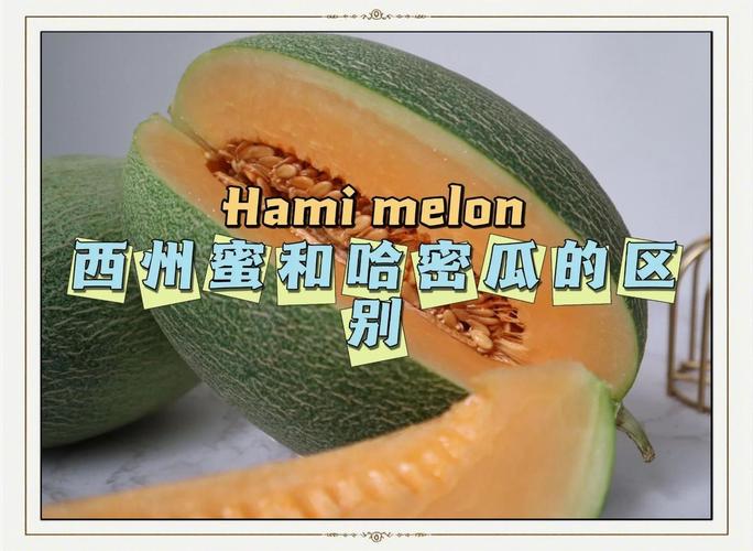 蜜瓜和哈密瓜一样吗