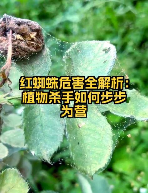 杀红蜘蛛用什么药最好缩略图