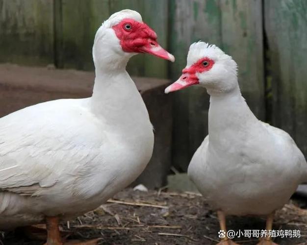 番鸭是什么鸭缩略图