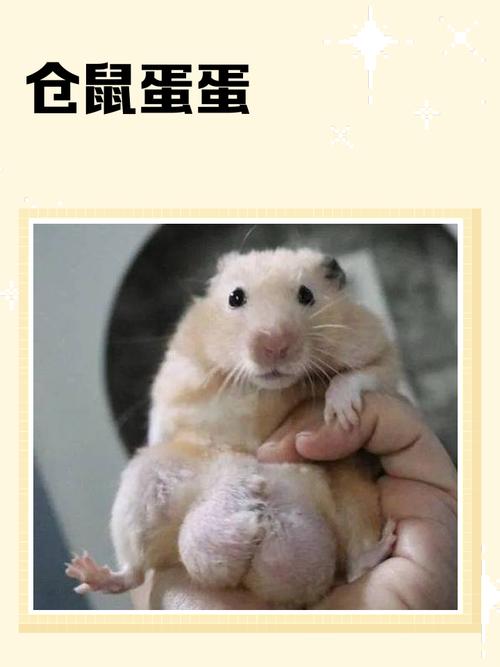 仓鼠坐着缩成球截图