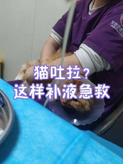 小猫急性肠胃炎存活率