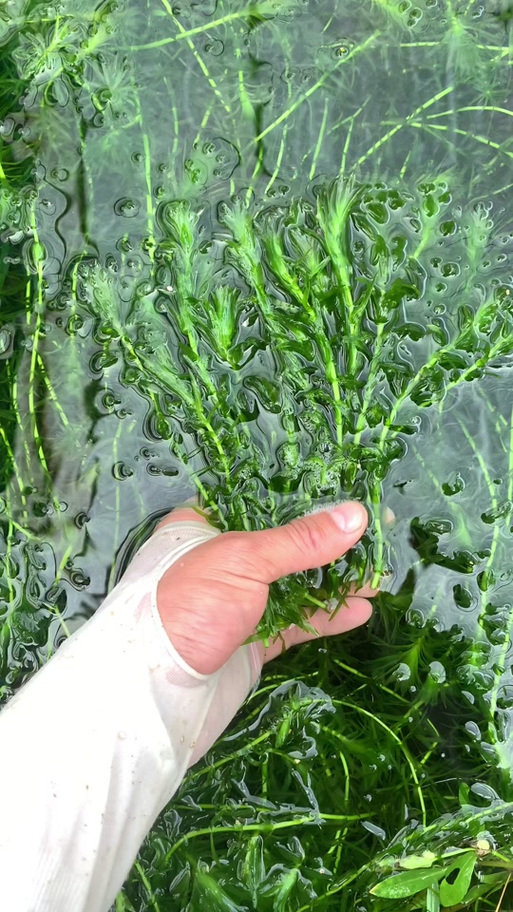 水蜈蚣草