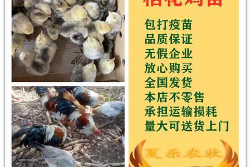 孵化小鸡厂家联系方式