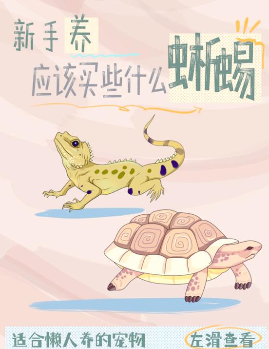 适合新手养的十种蜥蜴