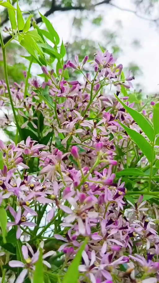 莨力花