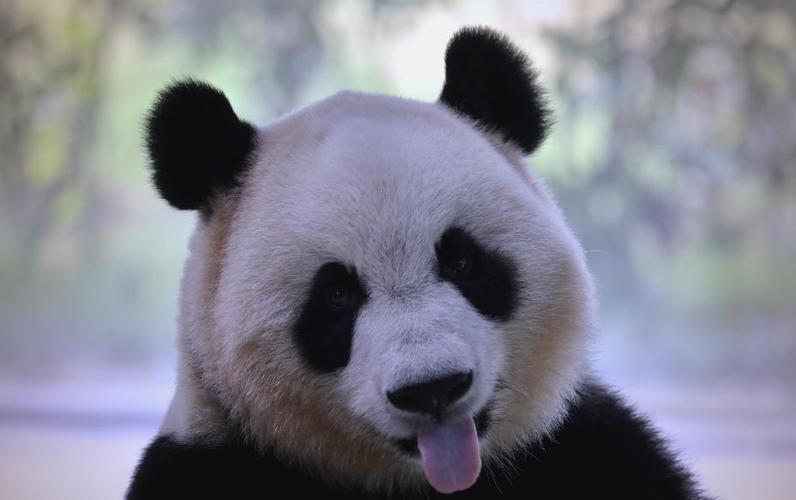 熊猫眼圈为什么是黑的