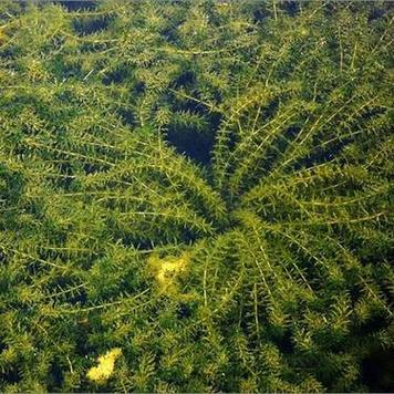 常见的10种藻类植物