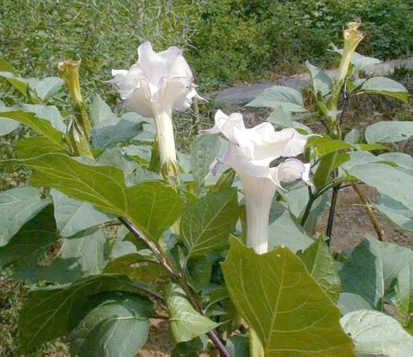 木曼陀罗和草曼陀罗毒性截图