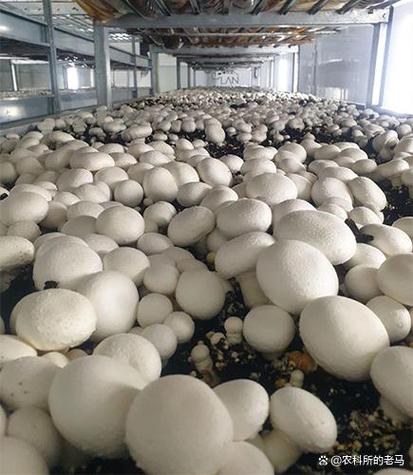菌菇种植缩略图