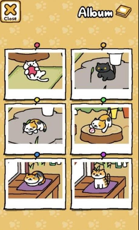 猫咪后院出现人喂猫截图