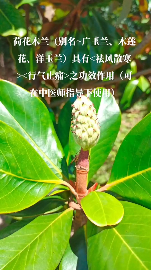 木兰玉兰的区别