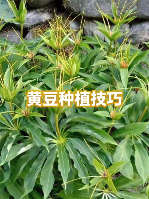 黄豆种植方法及种植时间
