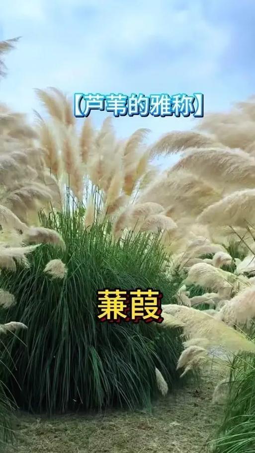 释放的雅称叫什么图标