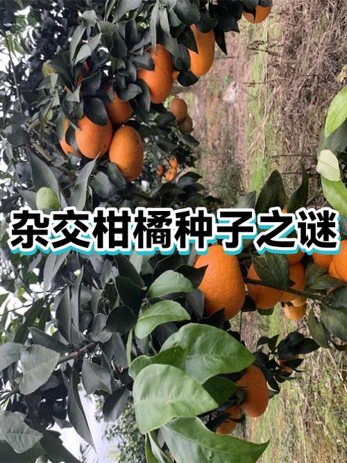 橙子和柚子的区别缩略图