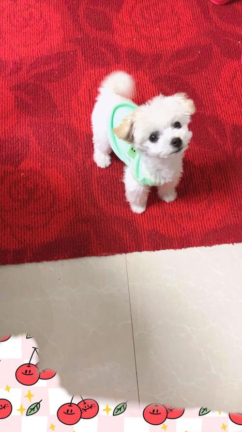 比熊和泰迪串串好看吗