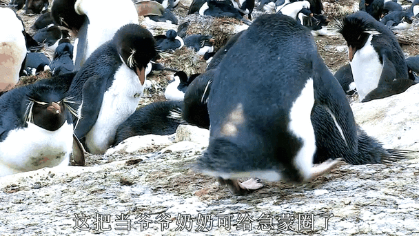 企鹅汇图是骗了多少人的钱