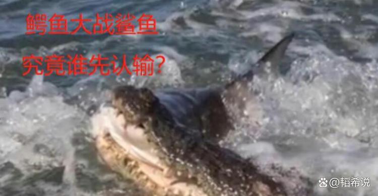 股鳄鱼能把鲨鱼杀死吗