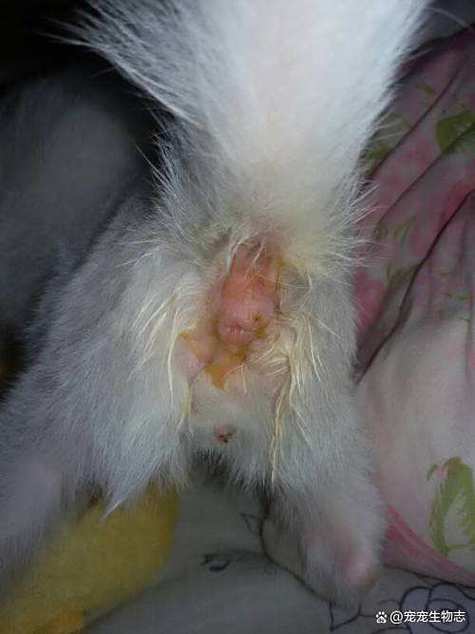 猫能吃糯米粉吗