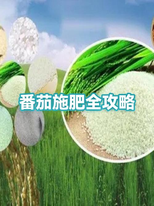 番茄种植技术与管理