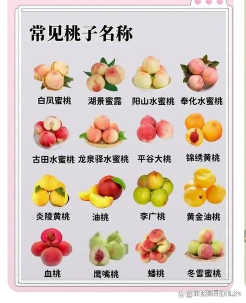 桃子最好的三个品种图标