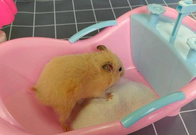 仓鼠突然全身湿要死了